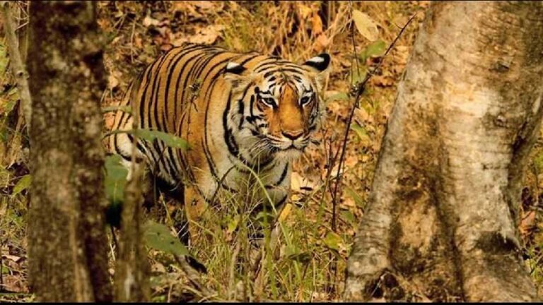 Great news: Tigress T-4 gave birth to four cubs in her fifth pregnancy in MP’s Pench Tiger reserve