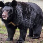 Bear Rescued From Bombed-Out Ukrainian Zoo Finds New Home in