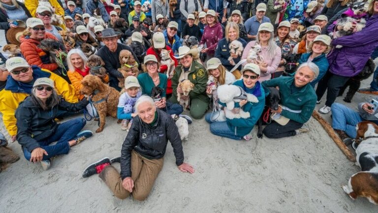Jane Goodall Celebrates ninetieth Birthday with Distinctive 90-Canine Salute, Underscores Unyielding Environmental Advocacy