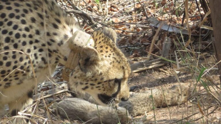 South African Cheetah provides start to five cubs in Madhya Pradesh’s Kuno Nationwide Park