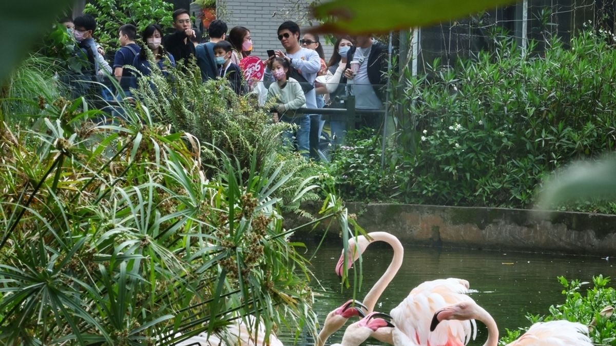 Warm March Weekend Draws Crowds to Taipei Zoo's Flamingo Exhibit