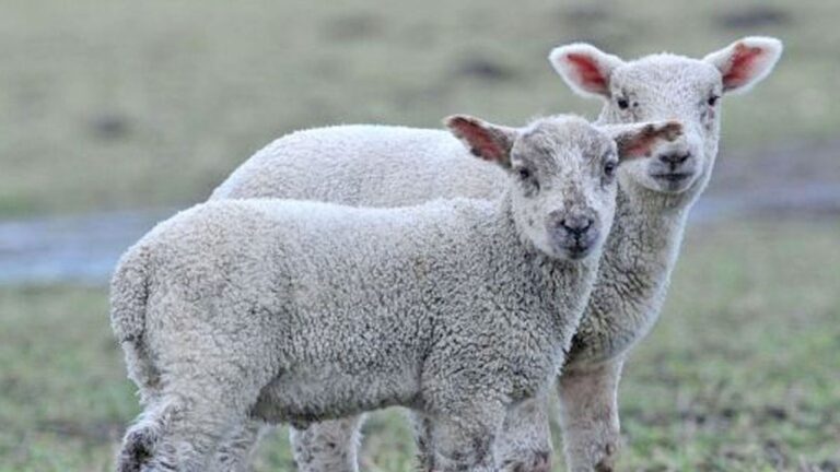 Concern Over Schmallenberg Virus Impression on UK Livestock Overshadowed by Presenter’s Mark on Easter Sunday Broadcast